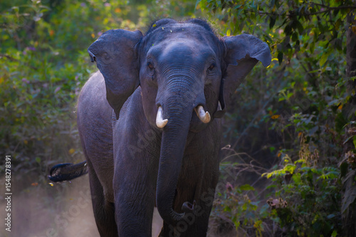 Canvas Print Young male Asian elephant tusker charges in aggression at Jim Corbett National Park—wild India, elephant behavior, jungle safari, wildlife action, endangered species, forest giant