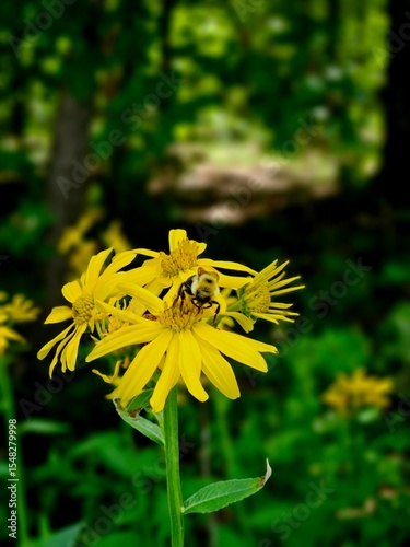 yellow dandelion flower