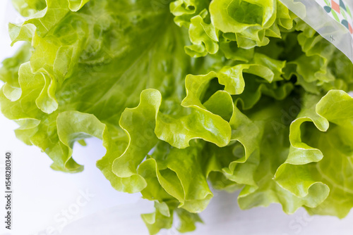 Fresh lettuce leaves on white background. Food