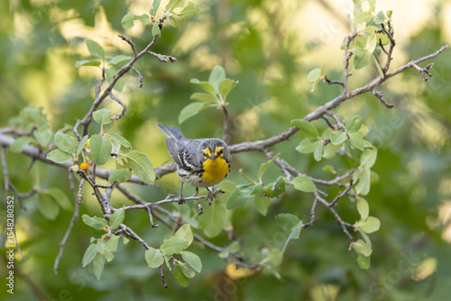 A Grace's Warbler perches on a small branch in a shady forest, facing the camera, looking slightly down and to the left in the mountains of Southern Utah USA. 