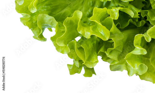 Fresh lettuce leaves on transparent background