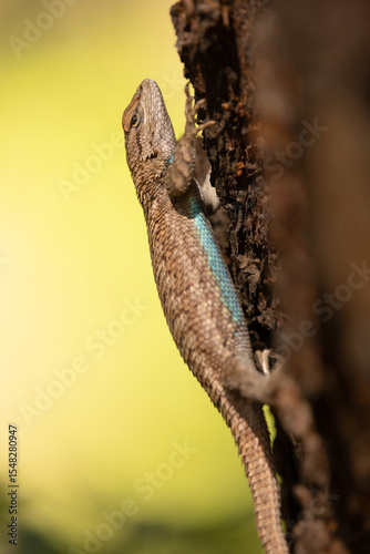 A Western Fence Lizard holds very still while it hangs on the side of a tree watching the camera with the soft green color of the forest in the background and an iridescent blue stripe on its belly.
