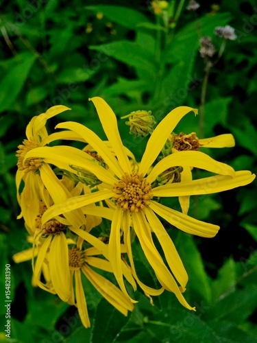 yellow crownbeard flower