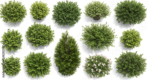 A diverse collection of green bushes and shrubs, photographed from a top-down aerial view and isolated on a clean white background.