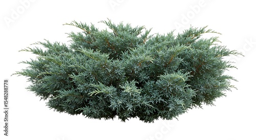 A low-growing juniper bush with distinctive blue-green, silvery foliage is isolated on a pure white background. 
