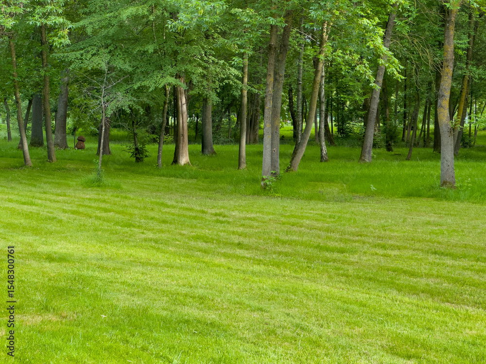 Fototapeta premium A peaceful forest setting featuring tall trees and a well-maintained grassy area, embodying the tranquility of nature on a sunny day