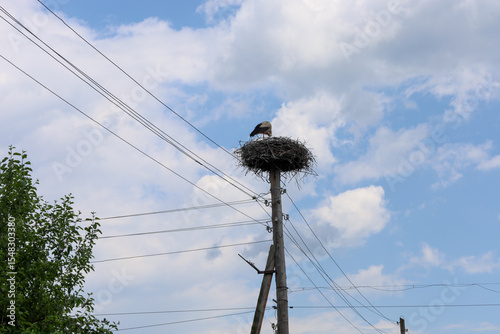 A stork in its nest on an electrical pole under a blue sky with white clouds, next to tree branches. This scene conveys the unity of wildlife and rural infrastructure, symbolizing the return of spring