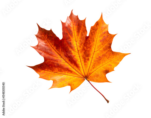 Wallpaper Mural autumn maple leaf Torontodigital.ca