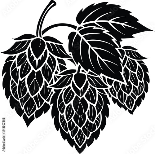 Hop cones botanical harvest illustration with natural details silhouette vector