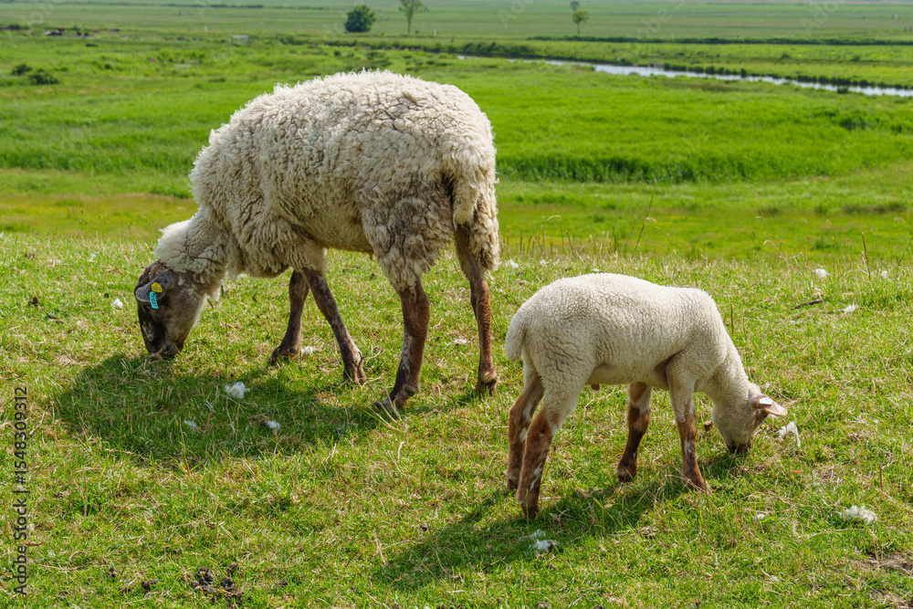 Obraz premium Ein Sommertag in Ostfriesland