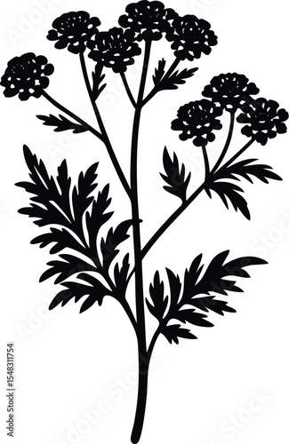 Yarrow flower design with flat petals and herbal botanical form silhouette vector