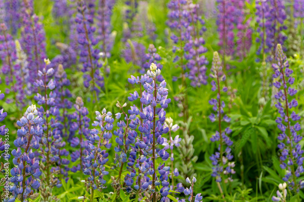 Fototapeta premium Purple lupine flowers stand tall amidst lush greenery in a vibrant meadow during a sunny spring day, showcasing nature's beauty and colors
