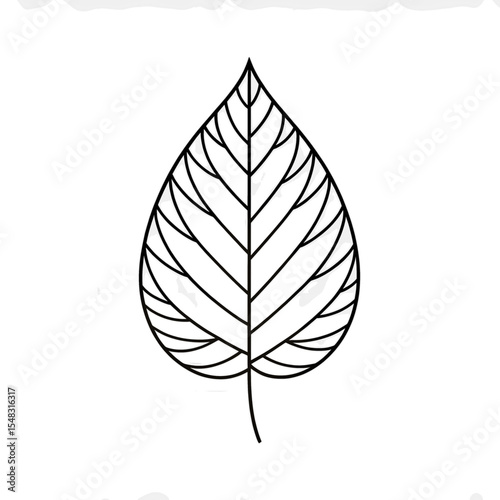 Detailed line drawing of a leaf showcasing intricate vein patterns against a simple background