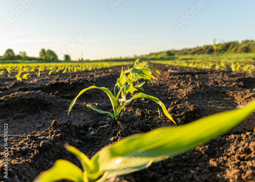 Fresh corn seedlings stretch upward from dark, rich soil in a farm field. The warm sun bathes the landscape in a golden glow, signaling summer's growth season