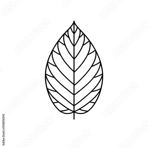 Detailed line drawing of a leaf showcasing intricate vein patterns against a simple background