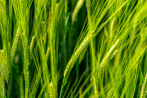 Lush wheat plants stand tall and green, waving gracefully in the gentle wind. Sunlight highlights the verdant landscape during mid-spring