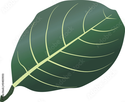 Green Jackfruit Leaf Isolated on White Background with Natural Texture and Fresh Botanical Detail