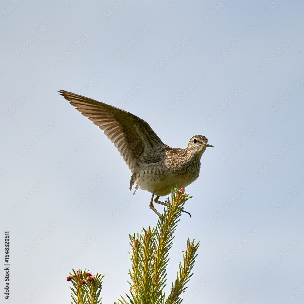 Obraz premium Eurasian Wood Sandpiper (Tringa glareola) in Wetland Environment Keywords: Eurasian, Wood Sandpiper, Tringa glareola, Shorebird, Small Wader, Scolopacidae, Sandpiper, Wetland, Freshwater, Wetlands,