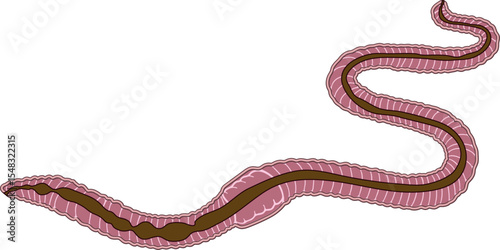 Scheme of digestive system of earthworm for biology lesson