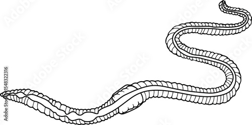Coloring page with scheme of digestive system of earthworm for biology lesson
