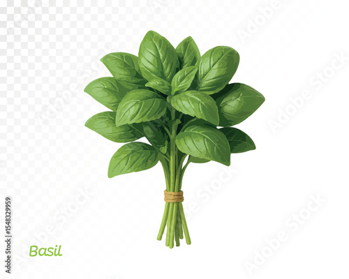 Watercolor green basil bunch tied with string, with vibrant textured leaves for culinary, herbal and organic themes. Vector illustration