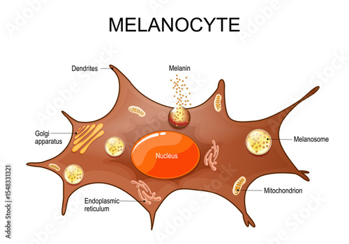 Melanocyte. Pigment Cell anatomy.