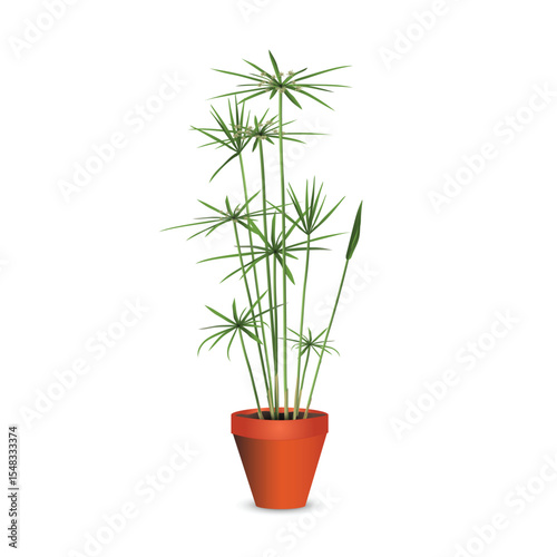 Cyperus (Umbrella papyrus) in a plastic flowerpot. Used as a houseplant or for planting on the bank of a pond. Isolated realistic vector drawing for room design project, flower shop advertising banner