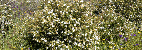 flora