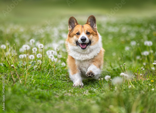 cute corgi dog running happily through green meadow with white dandelions on ...