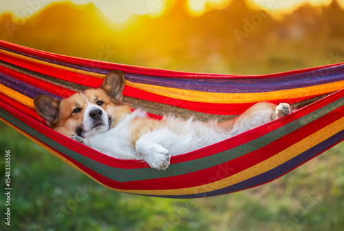 Fototapeta Naklejka Na Ścianę i Meble -  cute cottager pet dog corgi resting and lying in colorful hammock in summer garden with paws dangling