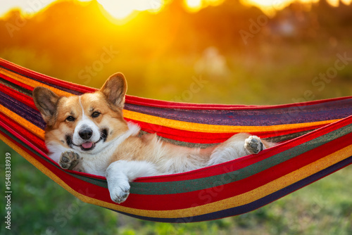 cute cottager pet dog corgi resting and lying in colorful hammock in summer g...