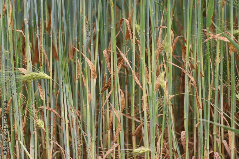 Obraz premium Ramularia leaf spot in barley (caused by fungus Ramularia collo-cygni). Fungal diseases of barley in the form of dark spots on leaves