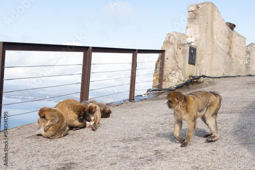 One monkey walking nearby while others rest at the Rock of Gibraltar
