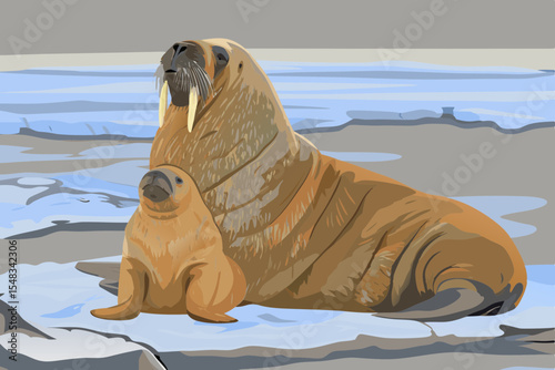 A walrus with pup lying on ice floe looking into the distance