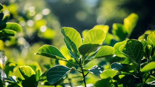 A fig tree with large green leaves