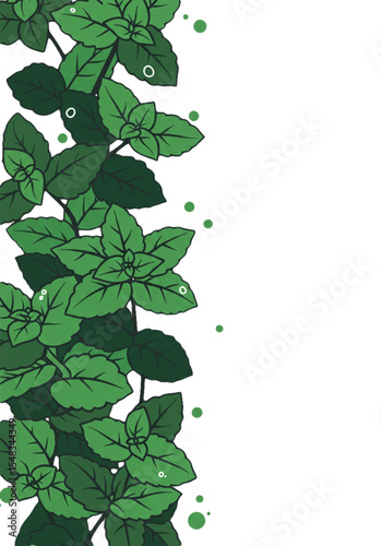 Lush Mint Leaves: A vibrant display of fresh mint in a natural setting