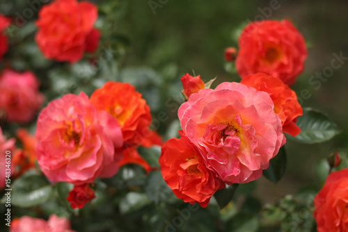 Bright blooming bush of multicolored roses with vibrant red and pink petals in garden, soft natural light.