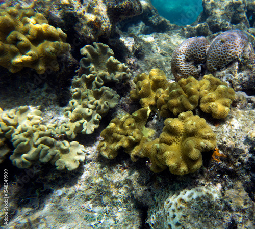 A view of coral reef