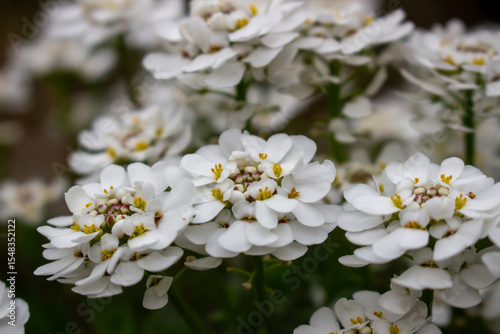 Close-up bunch of small white flowers in bloom. Iberis sempervirens blossom. Evergreen candytuft