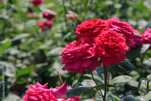 Vibrant red roses bloom in a colorful garden filled with lush greenery during a sunny afternoon in spring