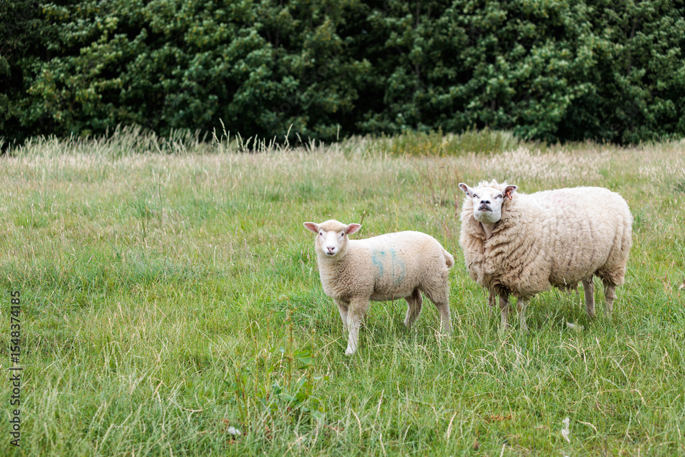 Obraz premium Group of farm sheep, countryside of Newbury, Berkshire of England, Summer daytime, uk
