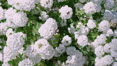 Spiraea Cantonica is a plant with white flowers. An inflorescence with white flowers on a sunny day, close-up, moves in the wind.