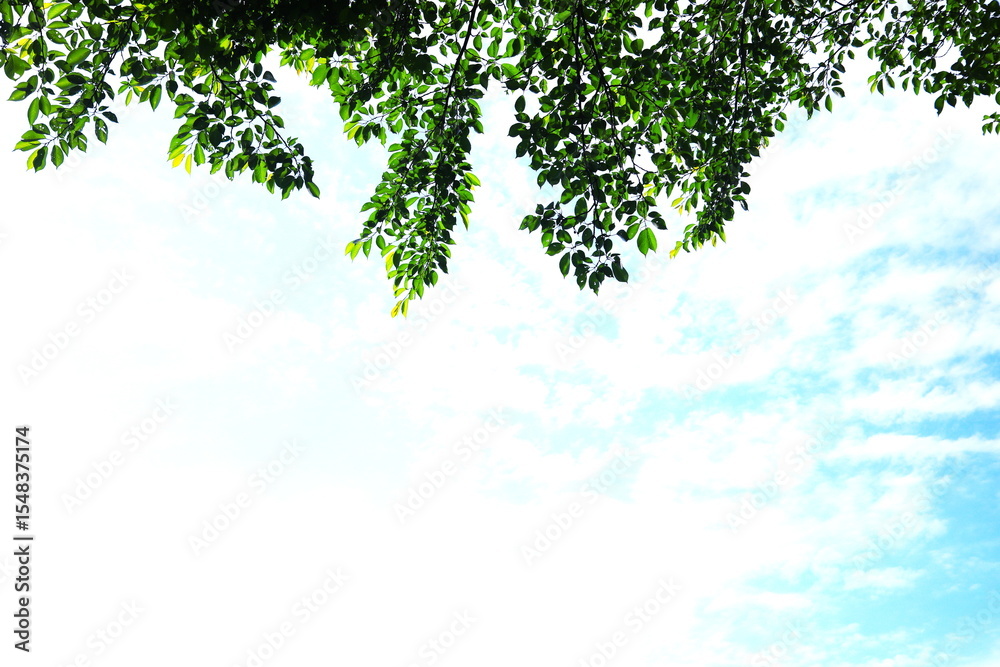 Obraz premium 白い雲に映える桜の葉