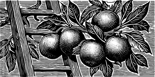 Vintage orchard scene with ladder and pear tree for garden design and decor