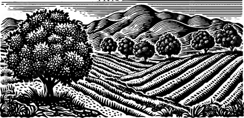 Black and white orchard landscape after rain in a hand drawn style