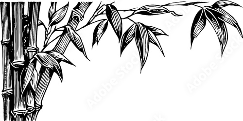 Black and white bamboo stalk corner segment for design and decoration