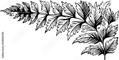 Vintage fern frond corner design in black and white for retro decor