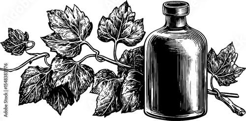 Vintage grappa bottle and vine tendril illustration for design and print