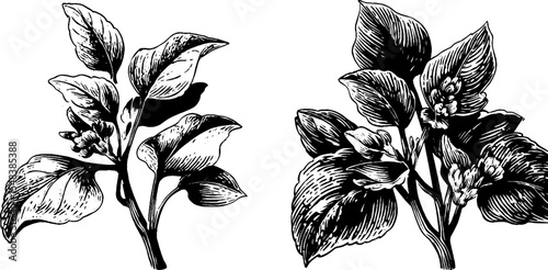 Vintage herb sprig sketch with black and white hand-drawn sprite healer design
