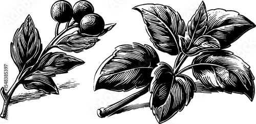 Herbal healer sprite offering: vintage botany illustration for design and print